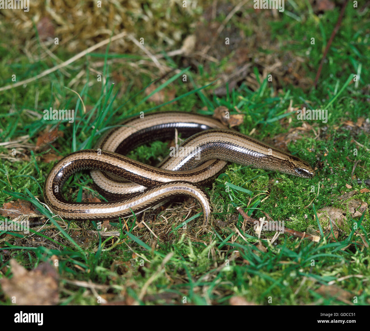 Wurm, geschiedenen Fragilis, Erwachsenen auf dem Rasen zu verlangsamen Stockfoto