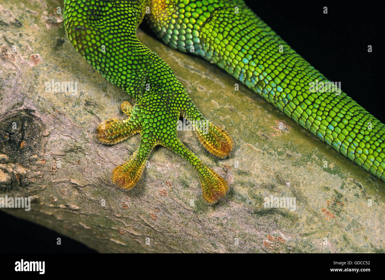 Madagaskar-Taggecko, Phelsuma Madagascariensis, Erwachsener, Nahaufnahme von Bein Stockfoto