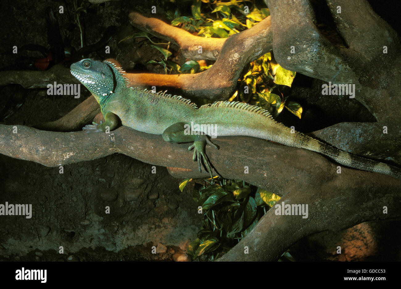 Chinese Water Dragon, Physignathus Cocincinus, Erwachsene auf Ast Stockfoto