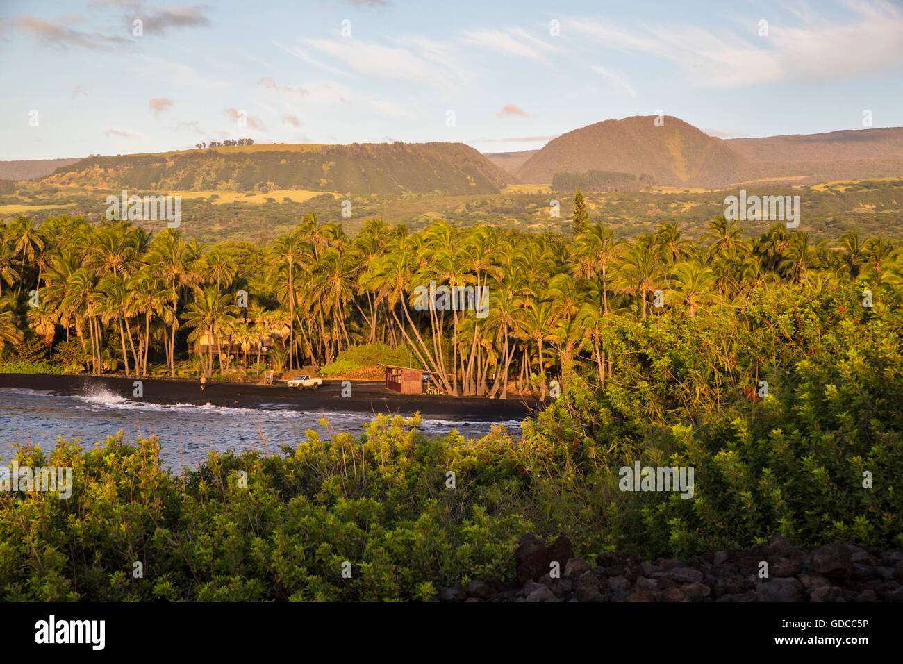 Big Island, Palmen, Punaluu, Black sand Beach, Big Island, USA, Hawaii, Amerika, Palmen, Stockfoto