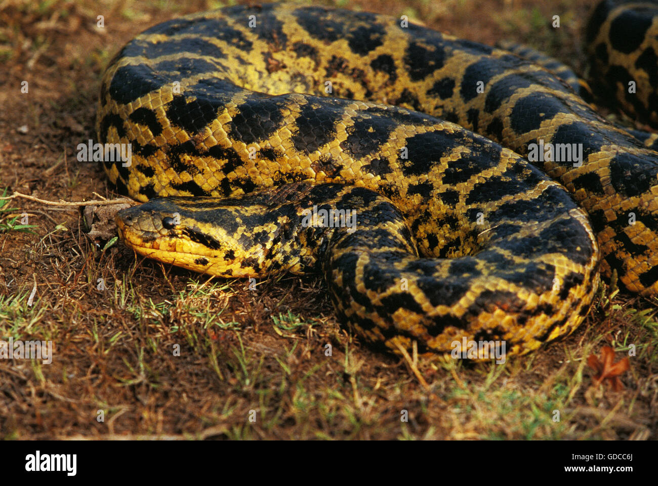 Grüne Anakonda, Eunectes Murinus, Pantanal in Brasilien Stockfoto