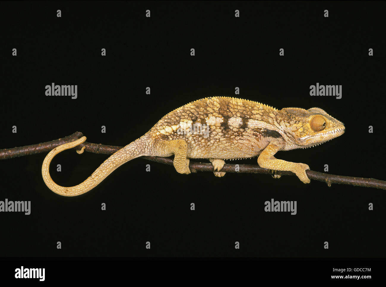 Oustalet Chamäleon, Chamaeleo Oustaleti, Erwachsene vor schwarzen Hintergrund Stockfoto