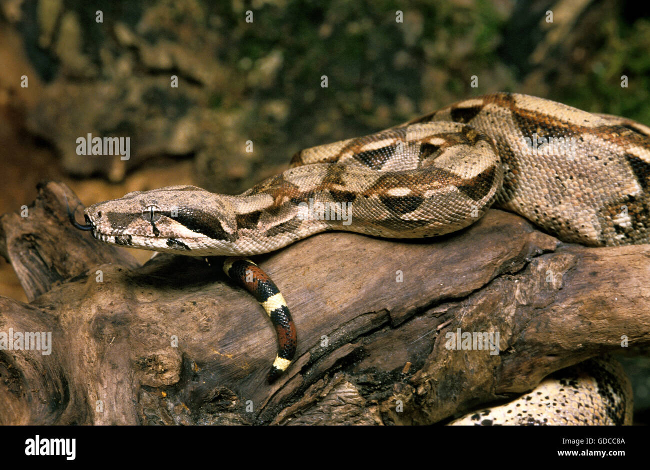 Boa Constrictor, Boa constrictor Stockfoto