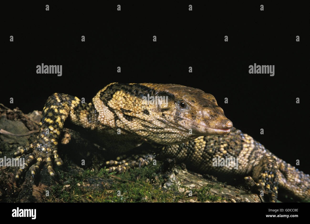 Dumeril Monitor, Varanus Dumerilii, Erwachsene vor schwarzen Hintergrund Stockfoto