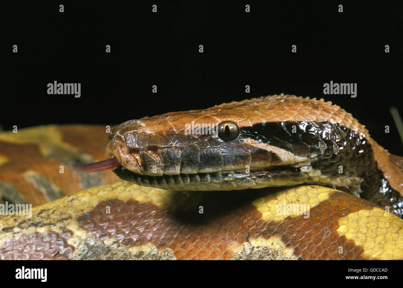 Sumatran short tailed pythons -Fotos und -Bildmaterial in hoher ...