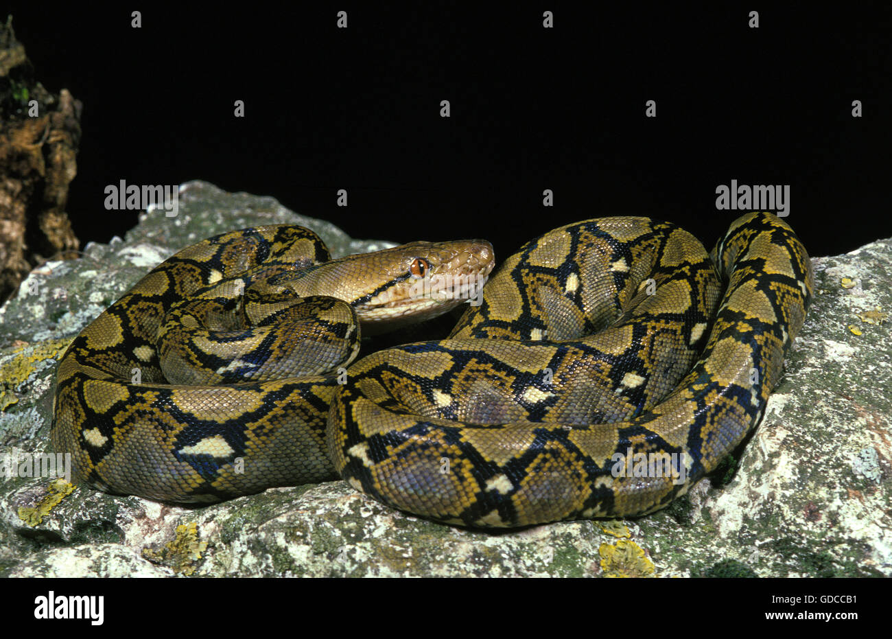 Netzpython Python Reticulatus, Erwachsene auf Felsen Stockfoto