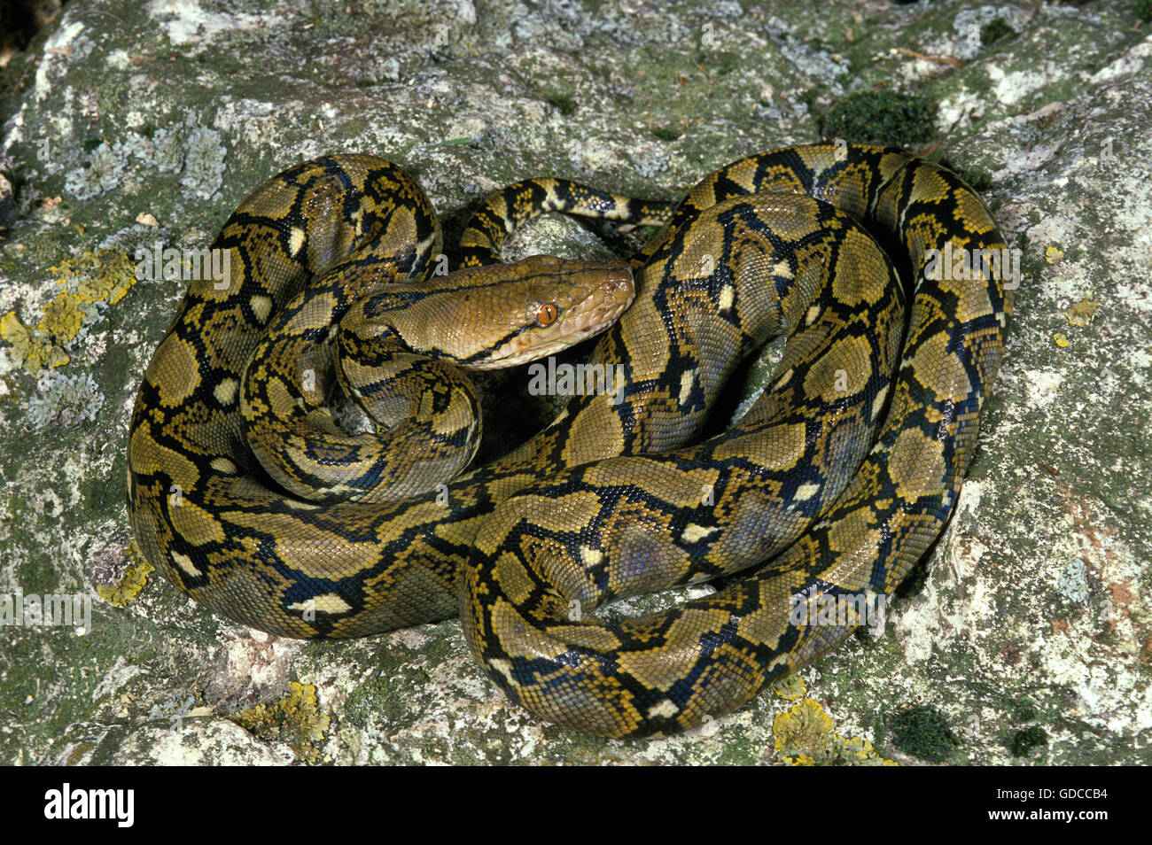 Netzpython Python Reticulatus, Erwachsene auf Felsen Stockfoto