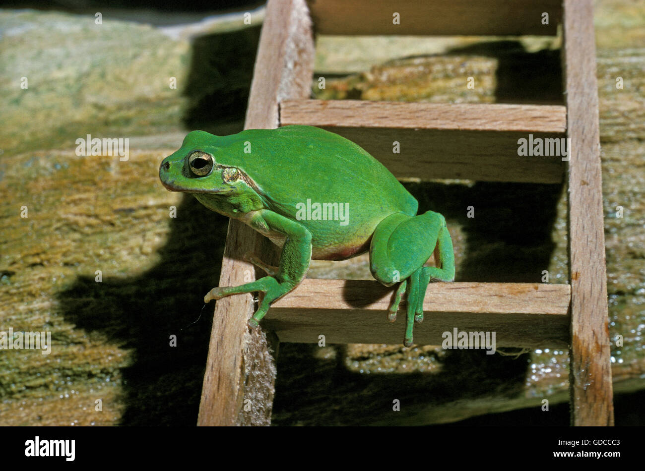Europäischer Laubfrosch Hyla Arborea, Erwachsene ON A Leiter, SYMBOL für Meteorologie Stockfoto