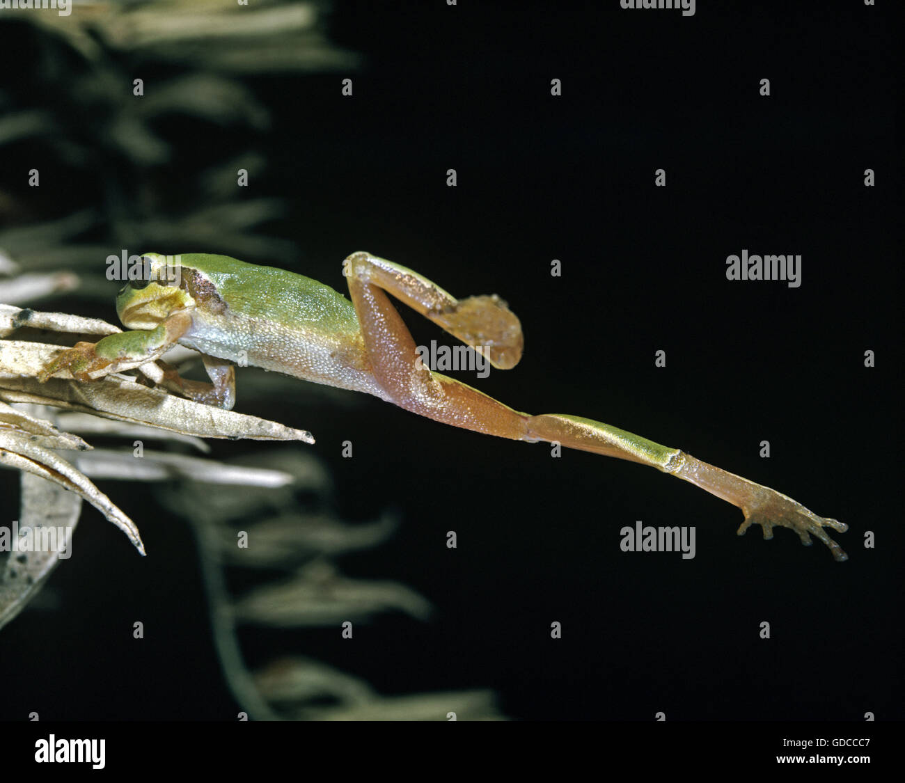 Europäischer Laubfrosch, Hyla Arborea, Erwachsene springen Stockfoto