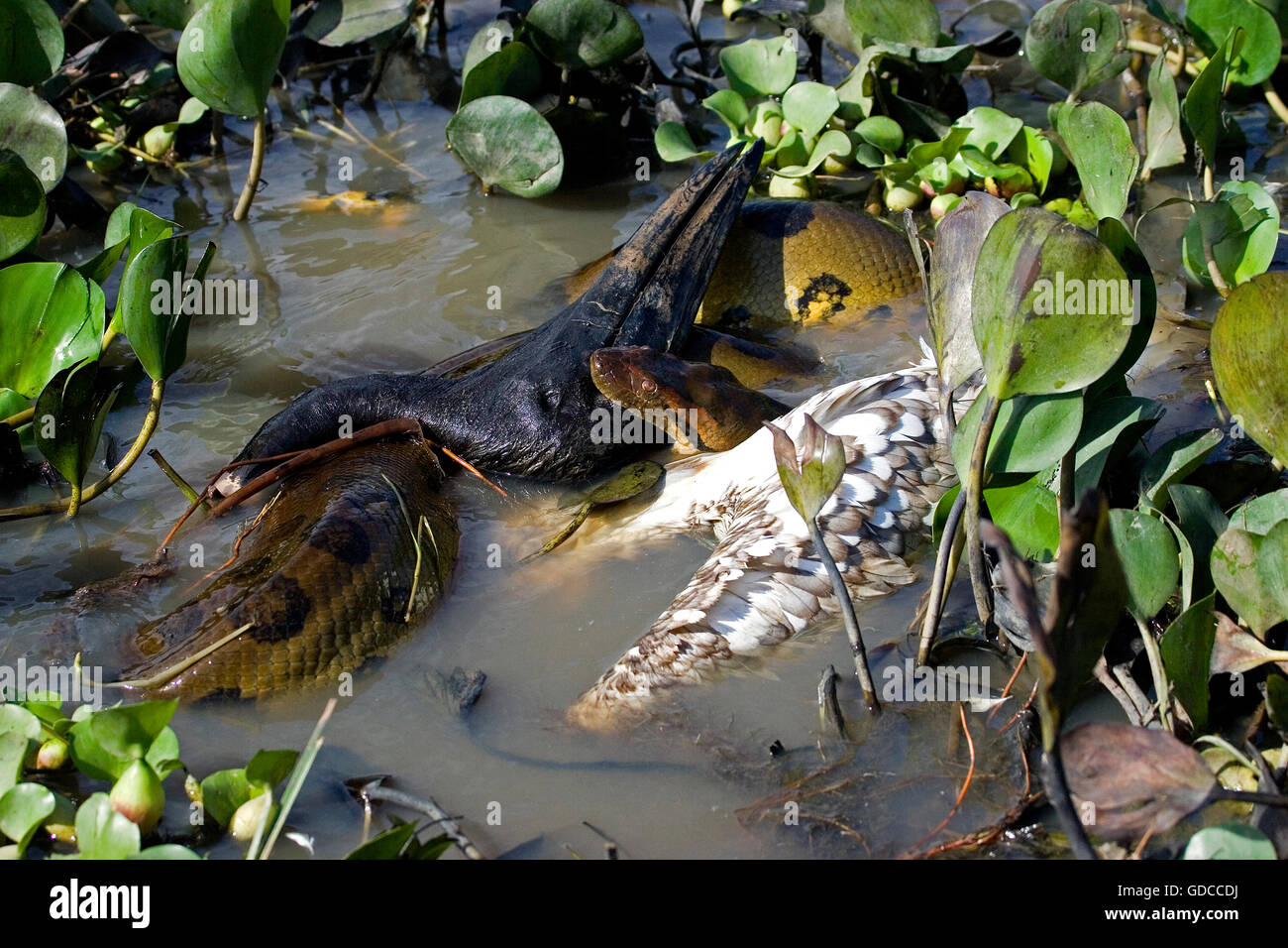 Grüne Anakonda, Eunectes Murinus Essen Holz Lager, Mycteria Americana, Los Lianos in Venezuela Stockfoto