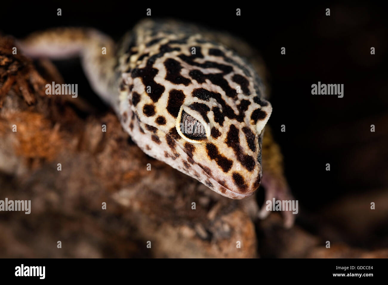 LEOPARDGECKO Eublepharis macularius Stockfoto