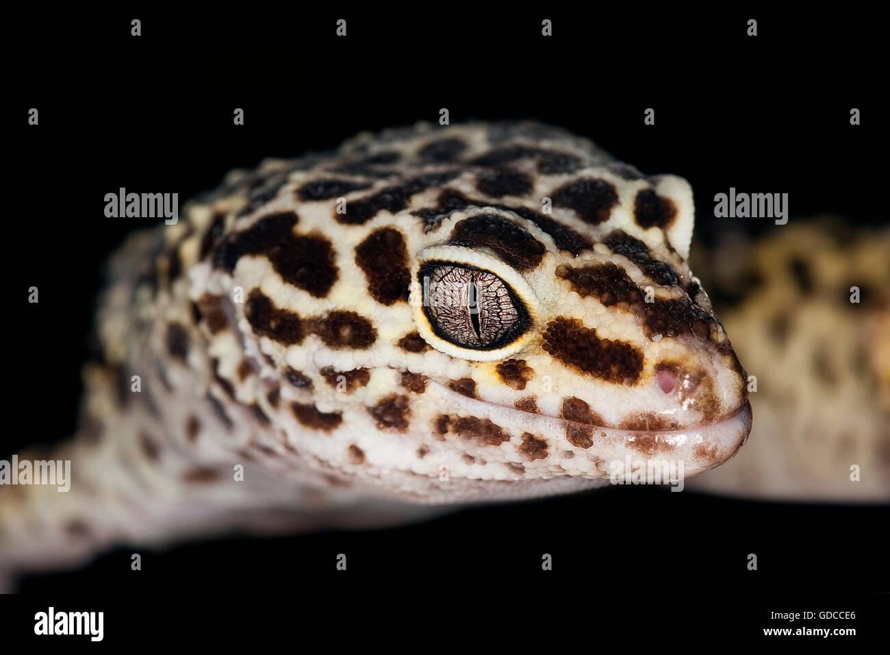 LEOPARDGECKO Eublepharis Macularius, Erwachsener, Nahaufnahme des Kopfes Stockfoto