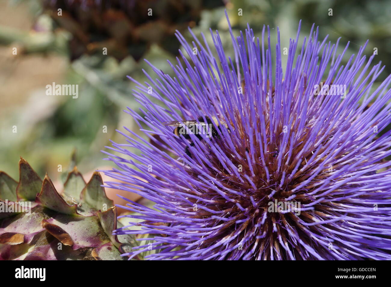 Lila Artischockenblüte, Karde (Cynara Cardunculus), California Stockfoto