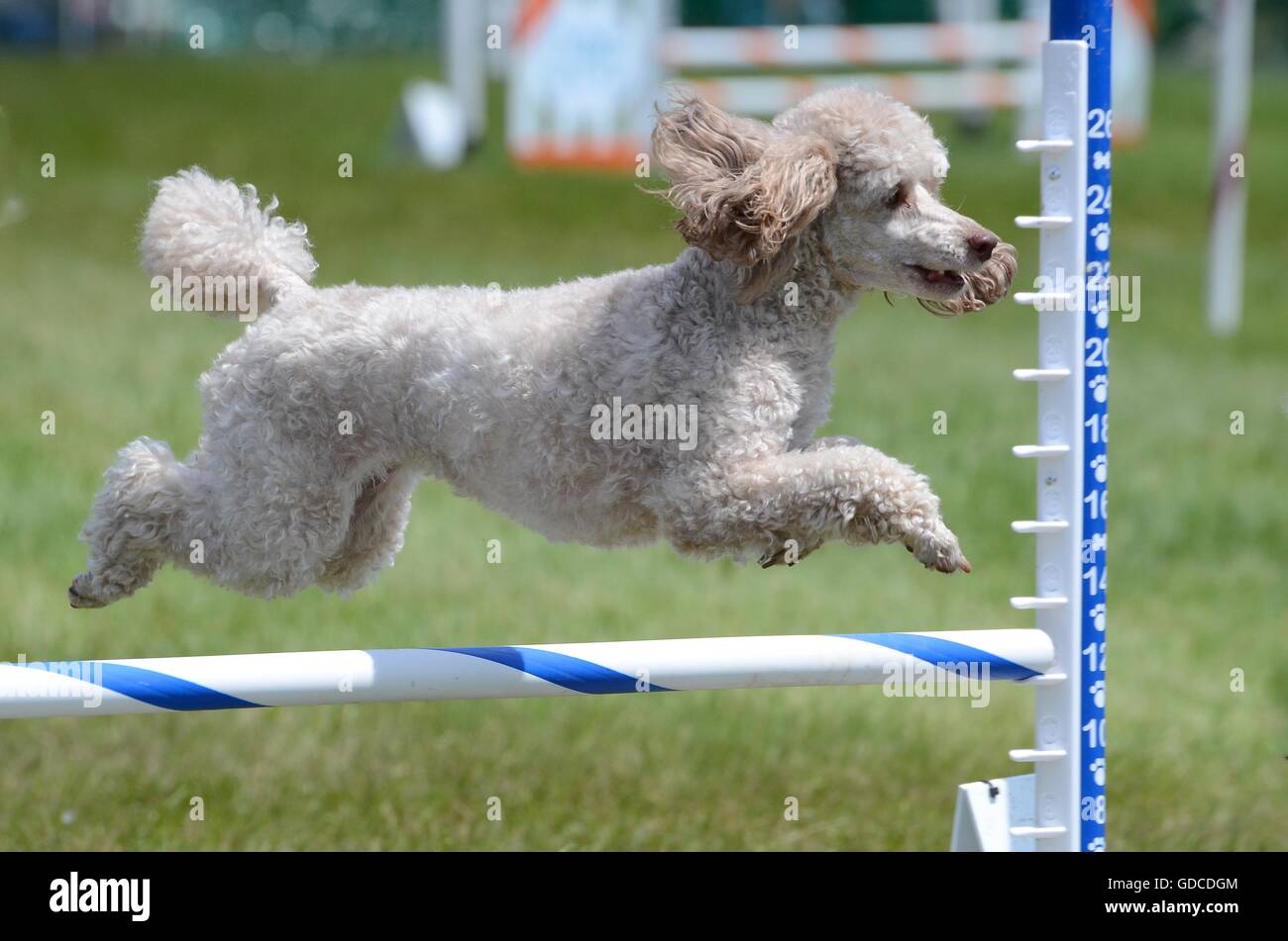 Zwergpudel springt über einen Sprung auf einen Hund Agility-Prozess Stockfoto