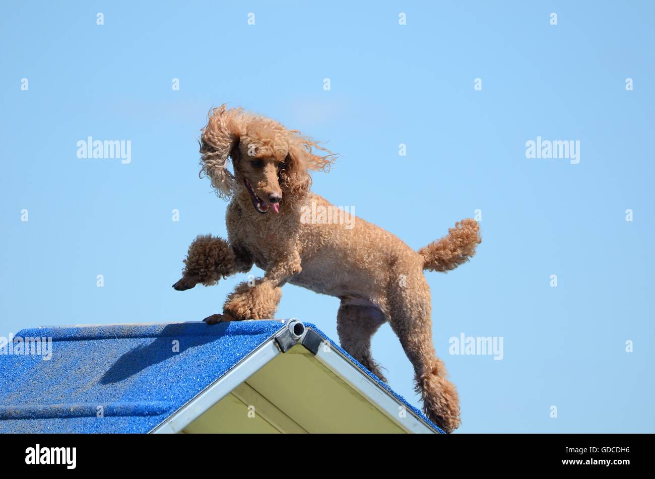 Miniatur Pudel klettern über eine a-förmige am Hund Agility Trial Stockfoto