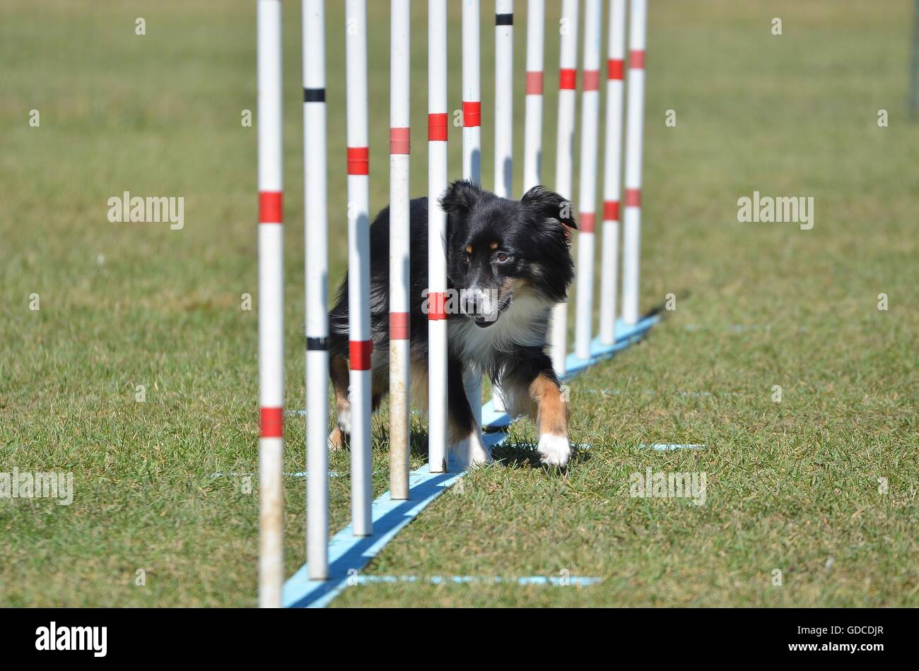 Miniatur American (ehemals Australian) Hirten tun weben Pole an Hund Agility Trial Stockfoto
