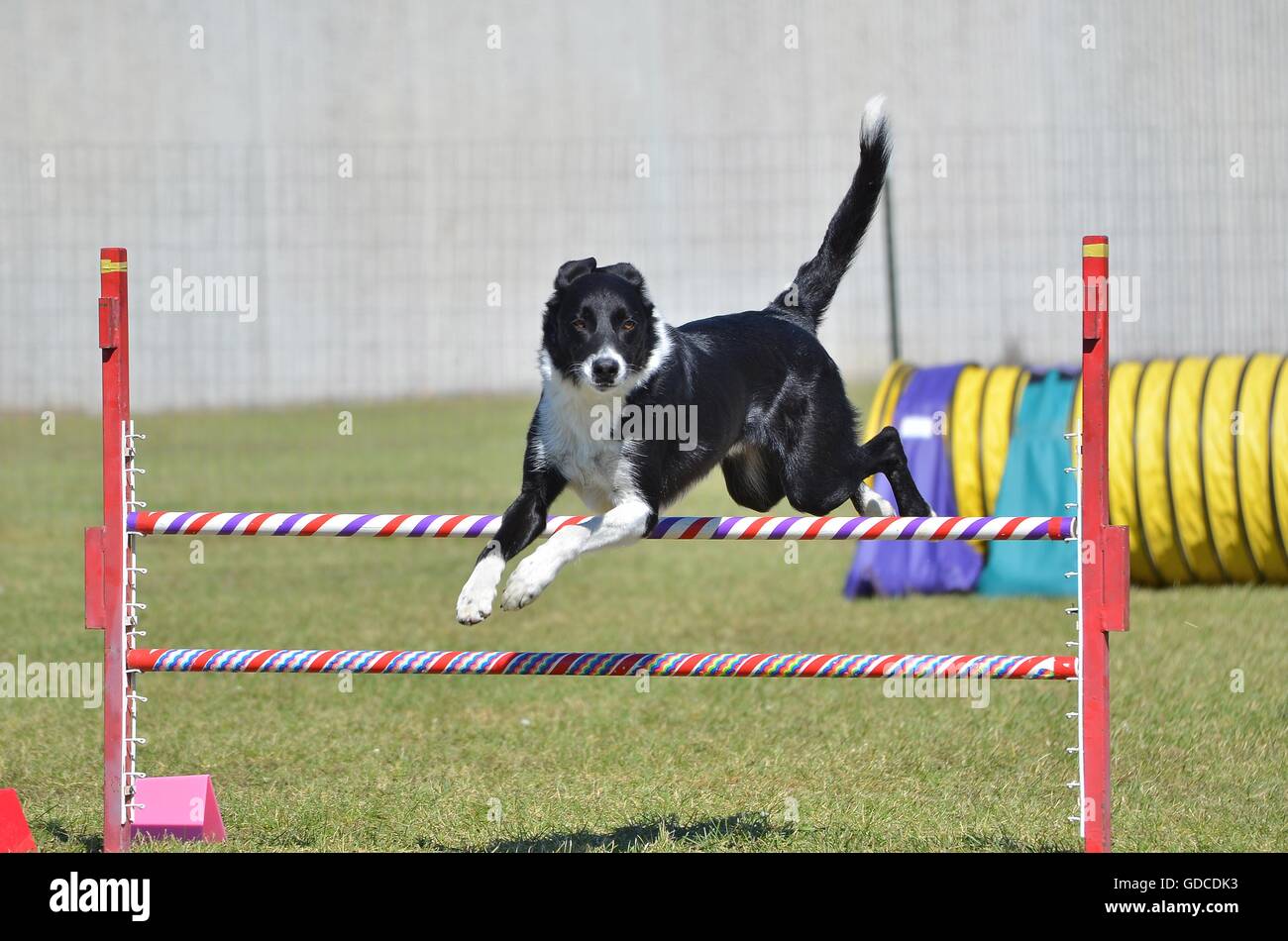 Border-Collie, springen über einen Sprung auf einen Hund Agility-Prozess Stockfoto