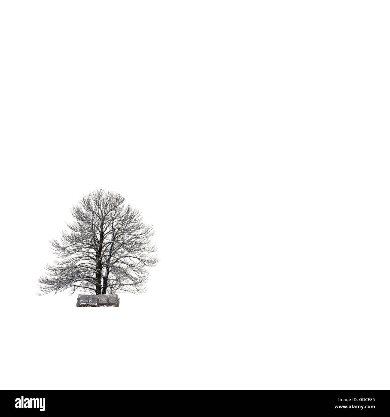 Einsamer Baum in einer Winterlandschaft Stockfoto