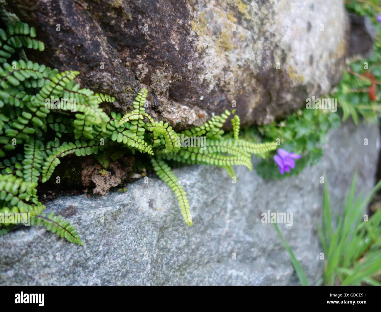 Schleichende Out Flora unter einem rock Stockfoto