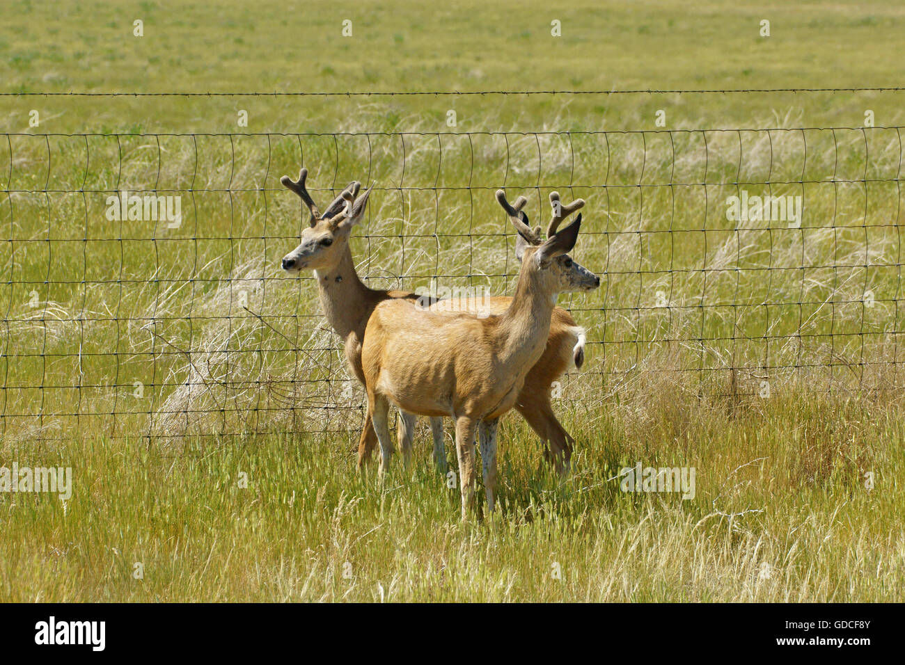 Hirsche im Grasland der Devils Tower in Wyoming Stockfoto
