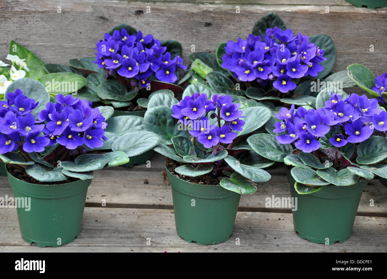 Töpfe mit hübschen blauen African Violet Blumen Stockfoto