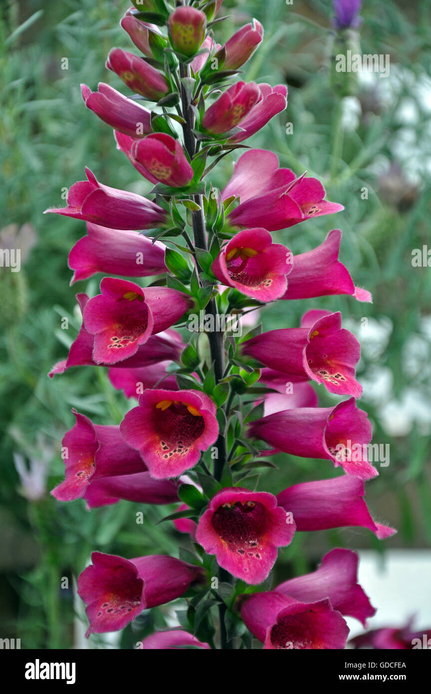 Schöne rosa Fingerhut Blumen Stockfoto