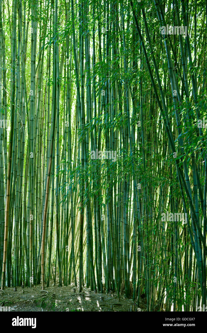 Üppiger grüner Bambus Natur Hintergrund Stockfoto