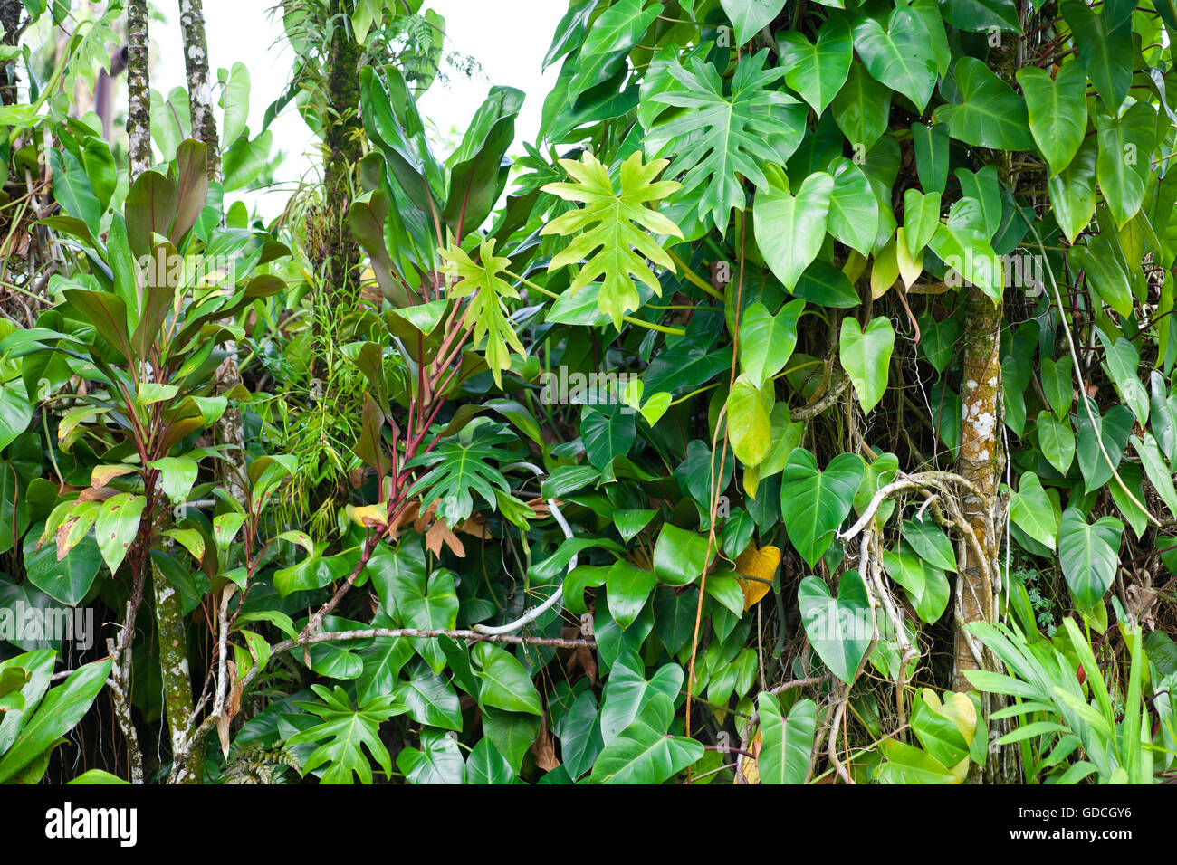 üppigen tropischen Dschungel Natur Hintergrund Stockfoto