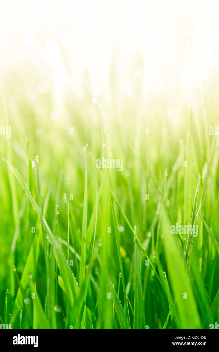 Üppige, frischen grünen Rasen Hintergrund mit Feuchtigkeit Tropfen Stockfoto