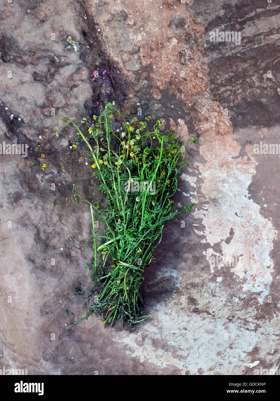 Die vernichtenden romantische Bouquet von der peruanischen Kamillen liegt am Berge Granitoberfläche Anden Stockfoto