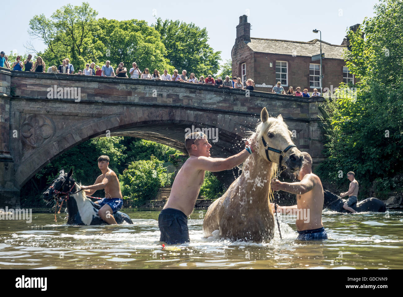 Pferde waschen im Fluss an einem heißen Sommertag in Appleby Horse Fair, Appleby Stockfoto