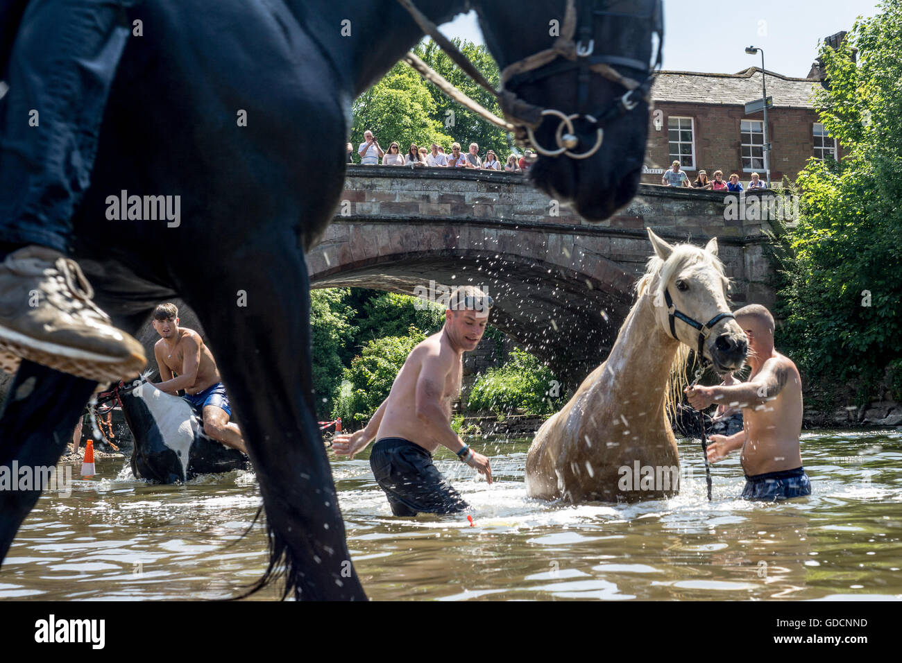 Pferde waschen im Fluss an einem heißen Sommertag in Appleby Horse Fair, Appleby Stockfoto