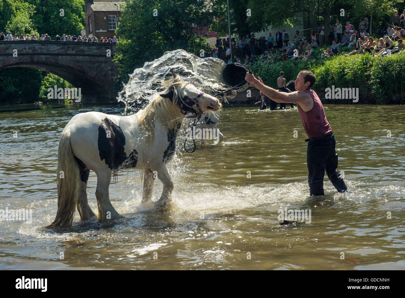Pferde waschen im Fluss an einem heißen Sommertag in Appleby Horse Fair, Appleby Stockfoto
