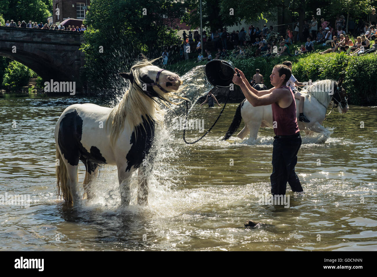 Pferde waschen im Fluss an einem heißen Sommertag in Appleby Horse Fair, Appleby Stockfoto