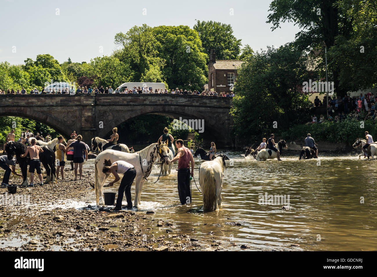 Pferde waschen im Fluss bei Appleby Horse Fair in Cumbria Stockfoto