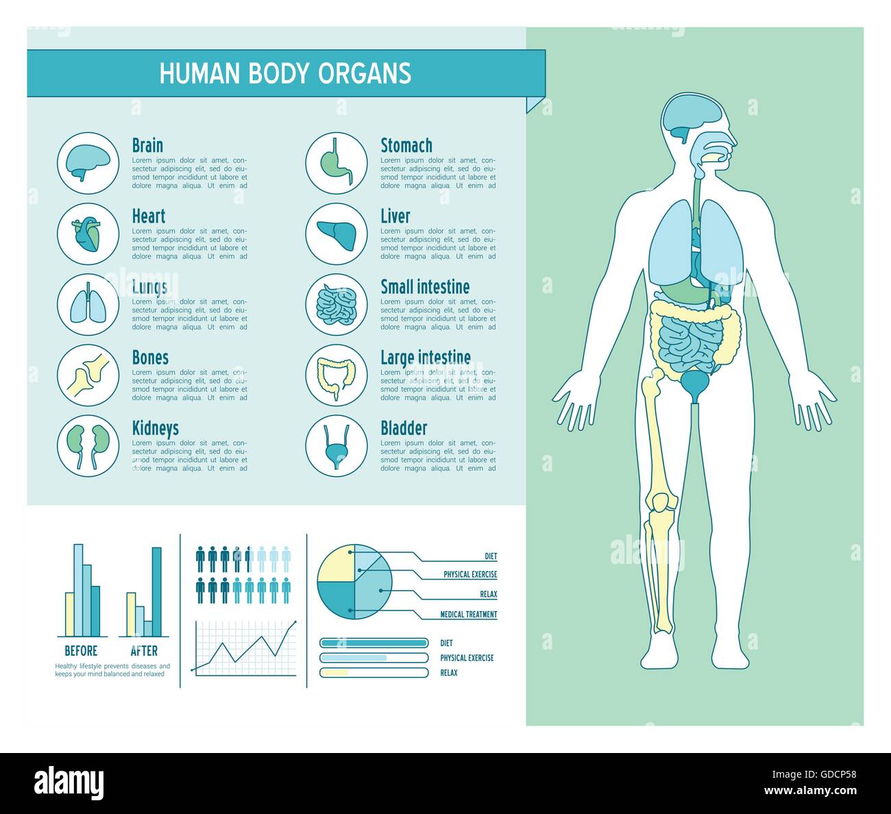 Menschlichen Körpers Gesundheitswesen Infografiken, mit medizinischen Symbole, Organe, Diagramme, Diagarms und Kopie Stock Vektor