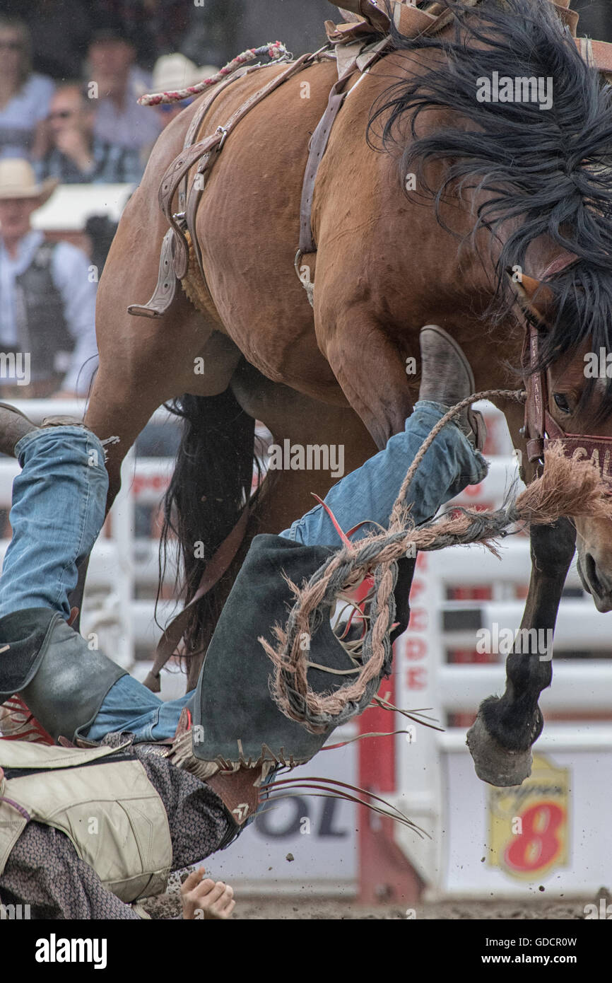 Bareback Rodeo-Reiter bei der Calgary Stampede Stockfoto