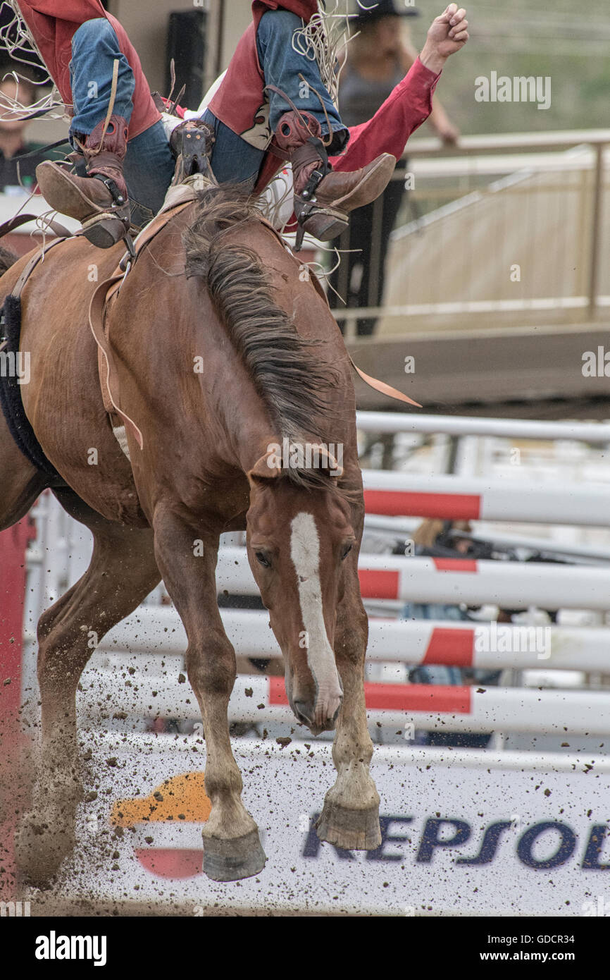 Bareback Rodeo-Reiter bei der Calgary Stampede Stockfoto