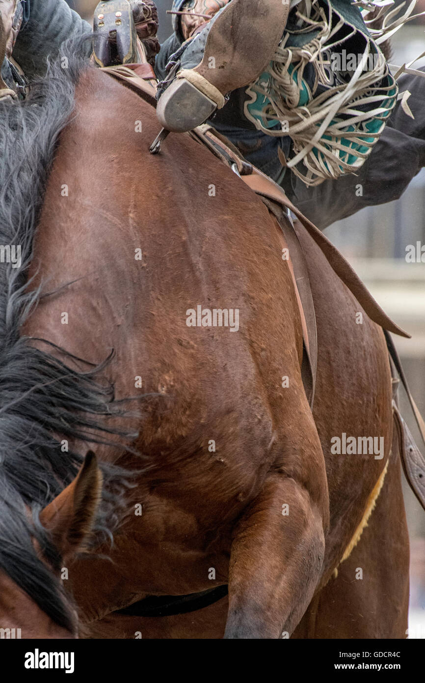 Bareback Rodeo-Reiter bei der Calgary Stampede Stockfoto