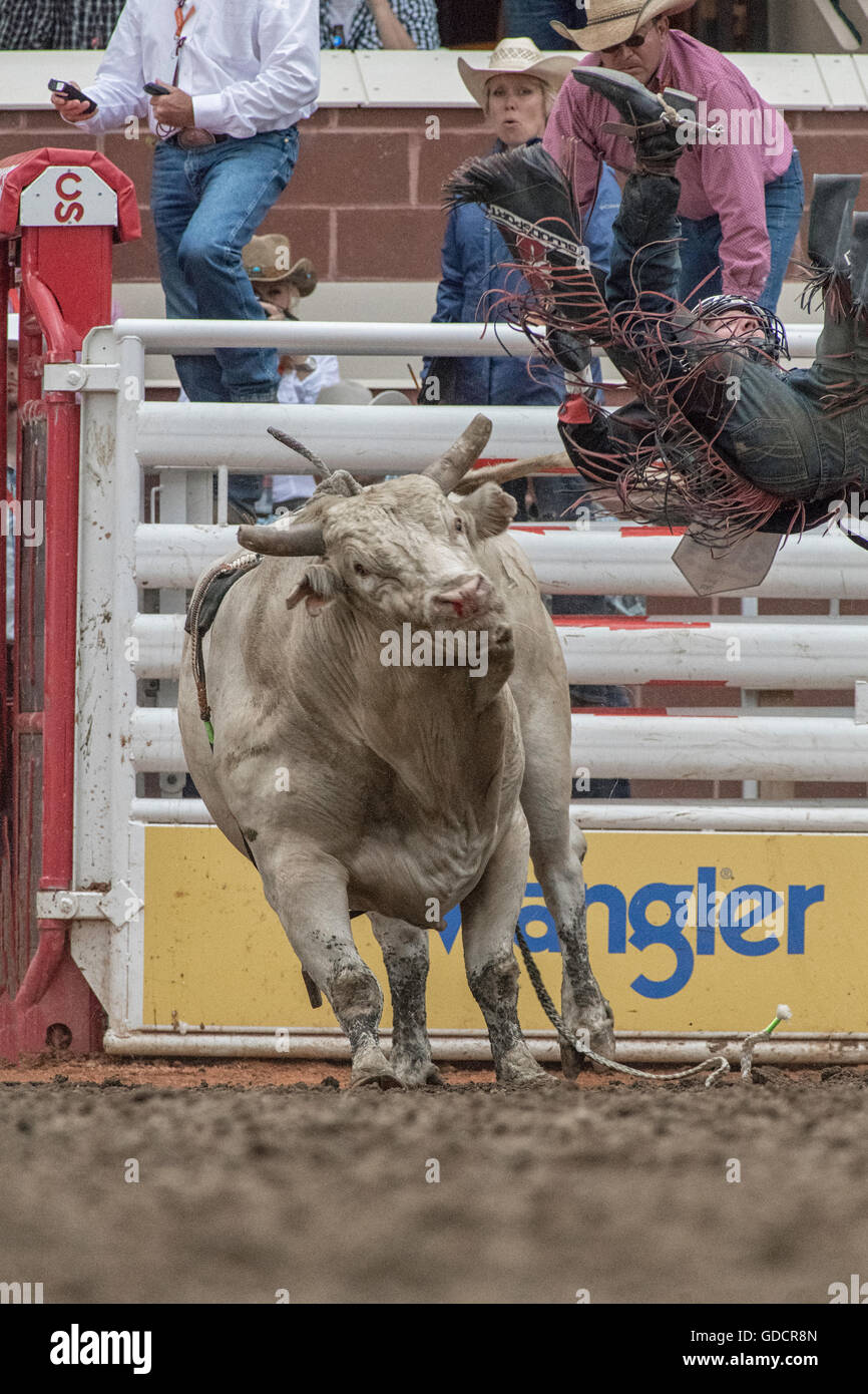 Bull-Fahrer beim Calgary Stampede Rodeo Stockfoto