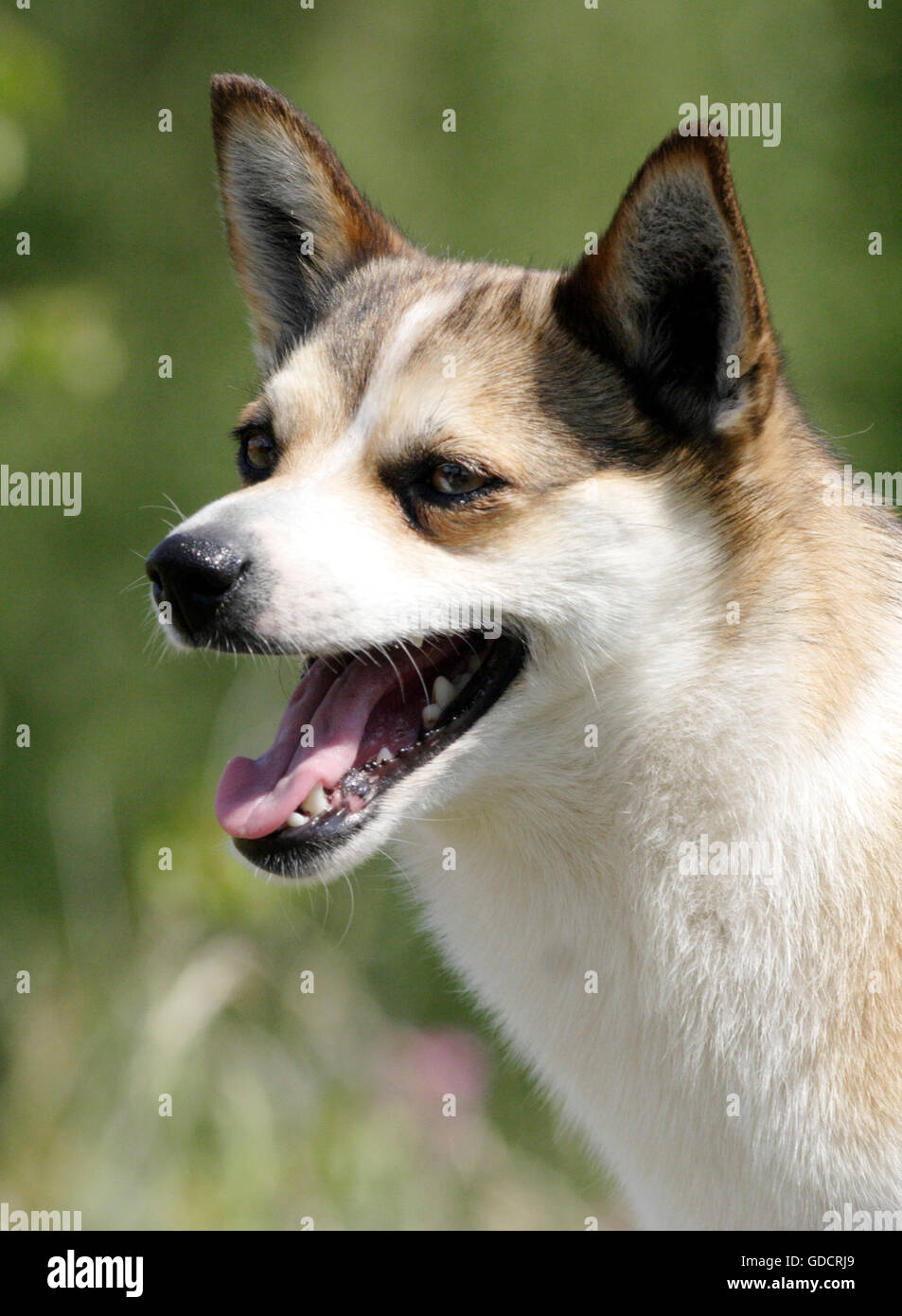 Norwegischer Lundehund Stockfoto