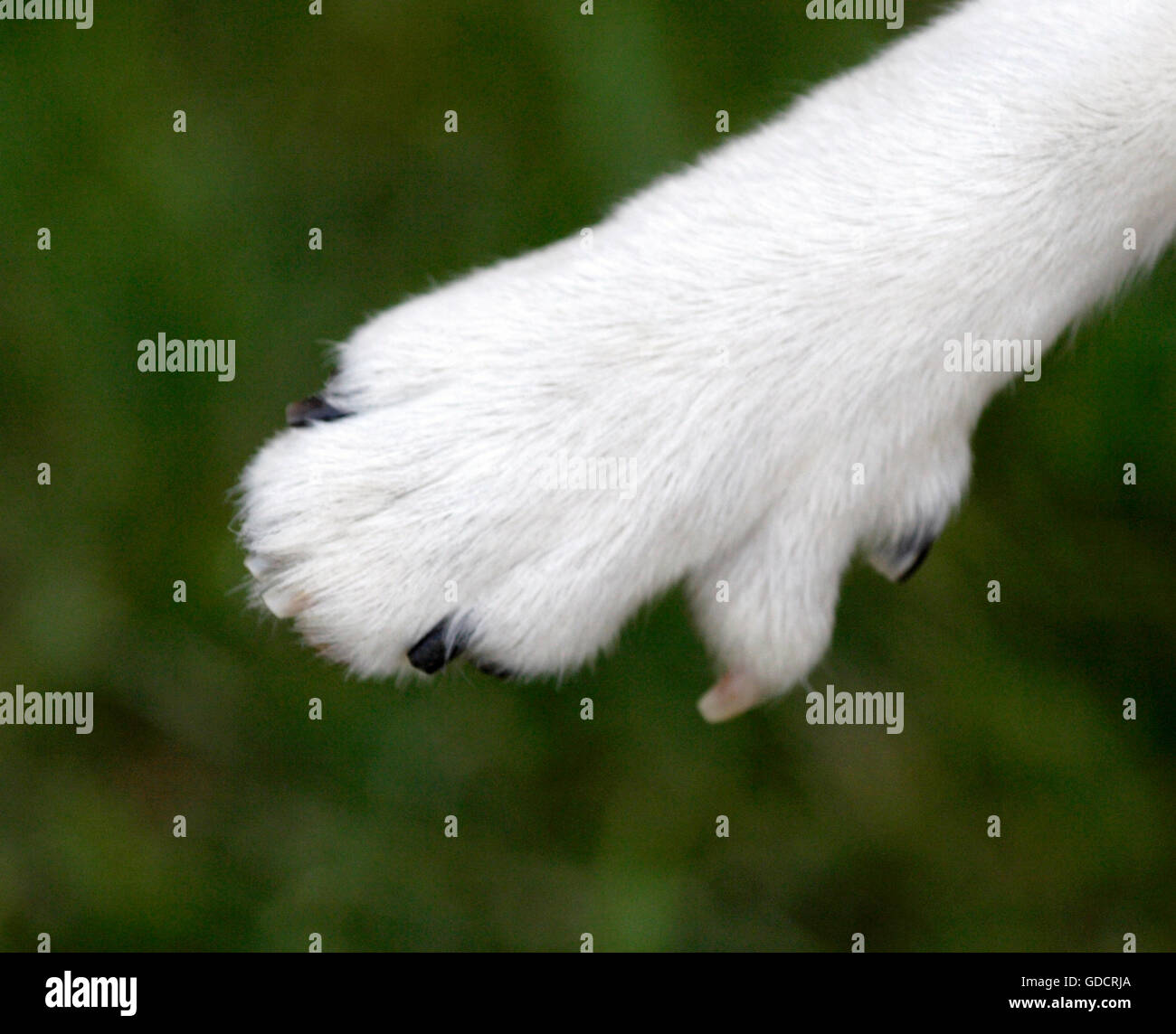 NORWEGISCHER LUNDEHUND Stockfoto
