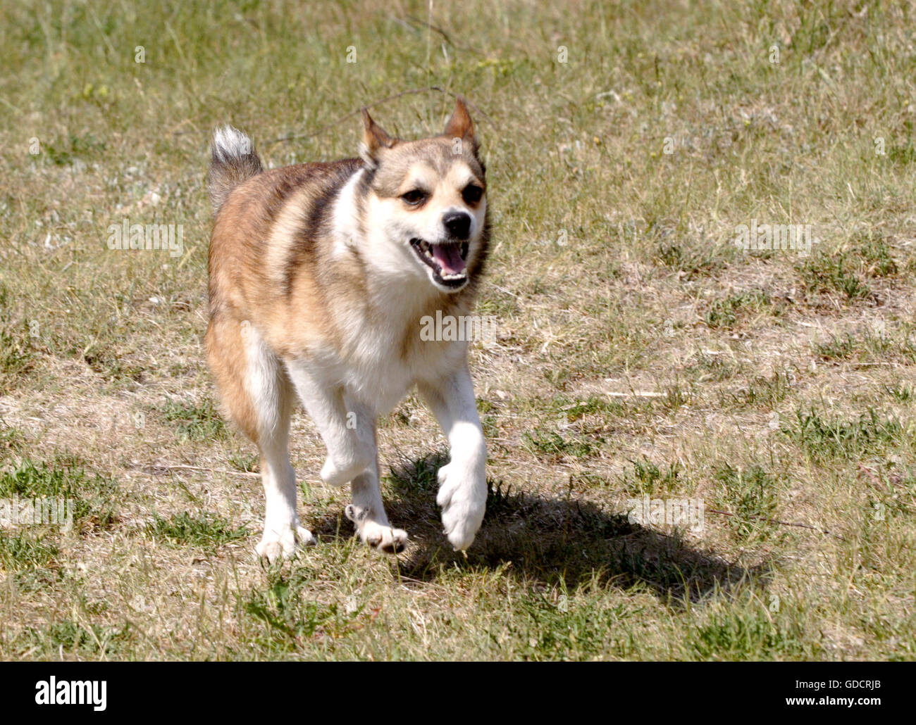 Norwegischer Lundehund Stockfoto