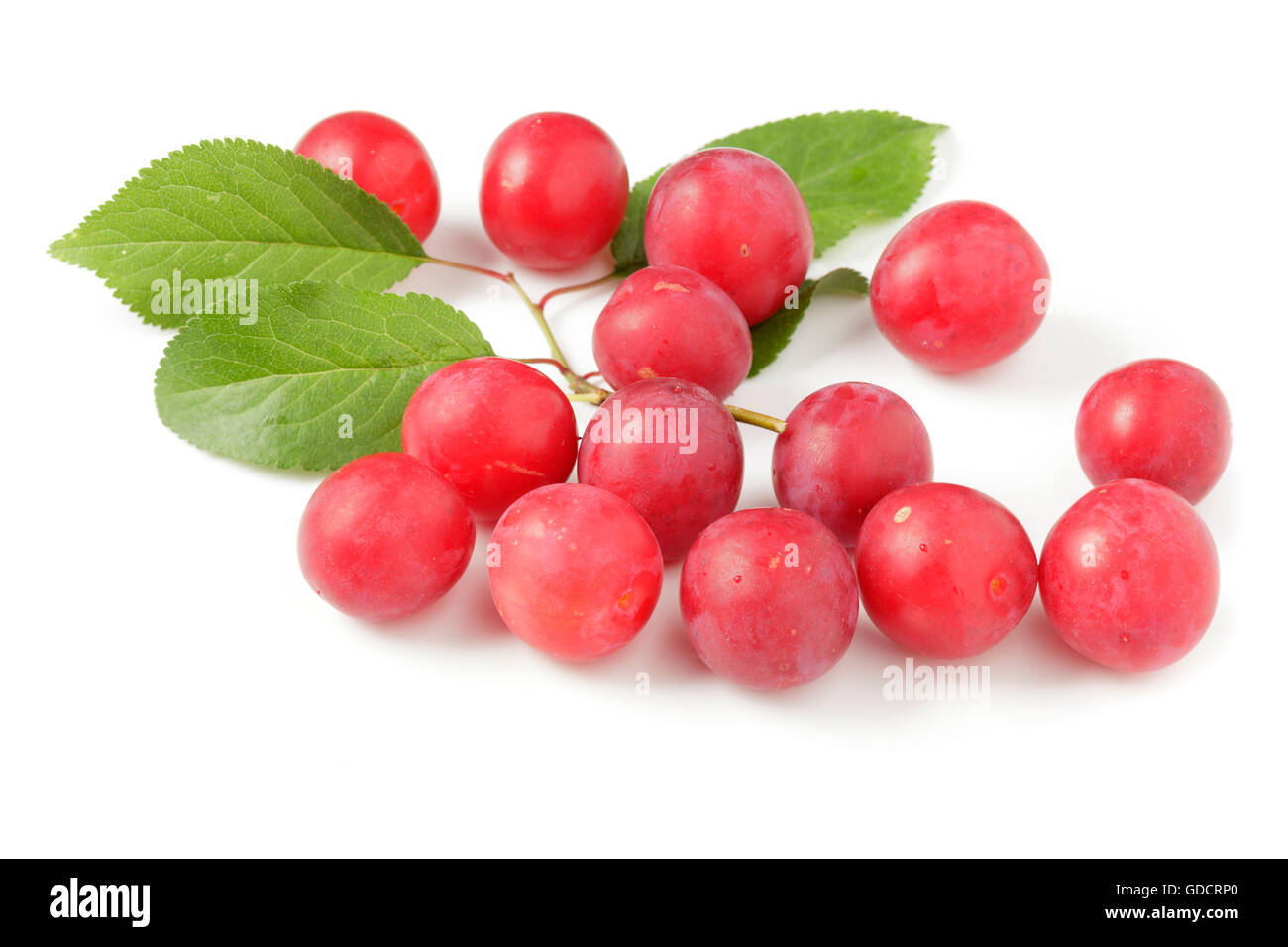 Cherry-Pflaumen Prunus cerasifera Stockfoto