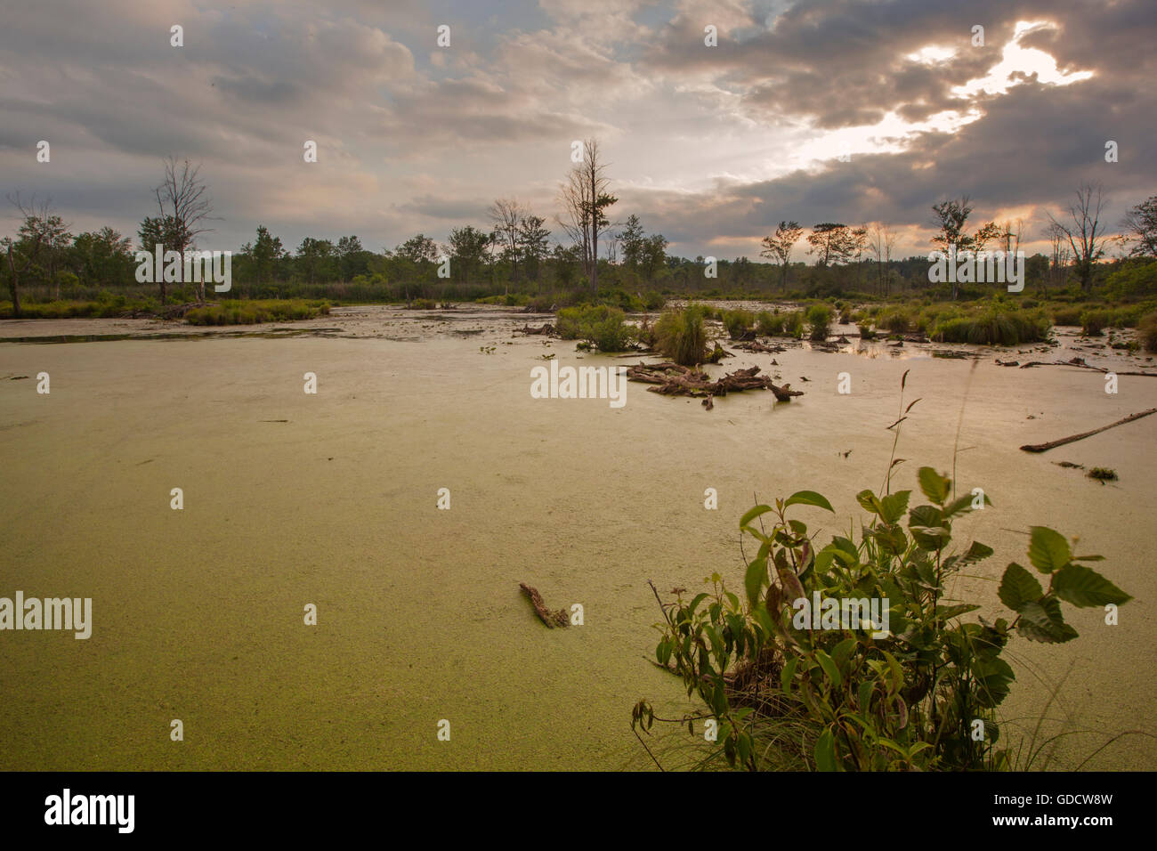 Ein Sonnenuntergang Blick auf einem Sumpf in den Berkshire Mountains von westlichen Massachusetts. Stockfoto