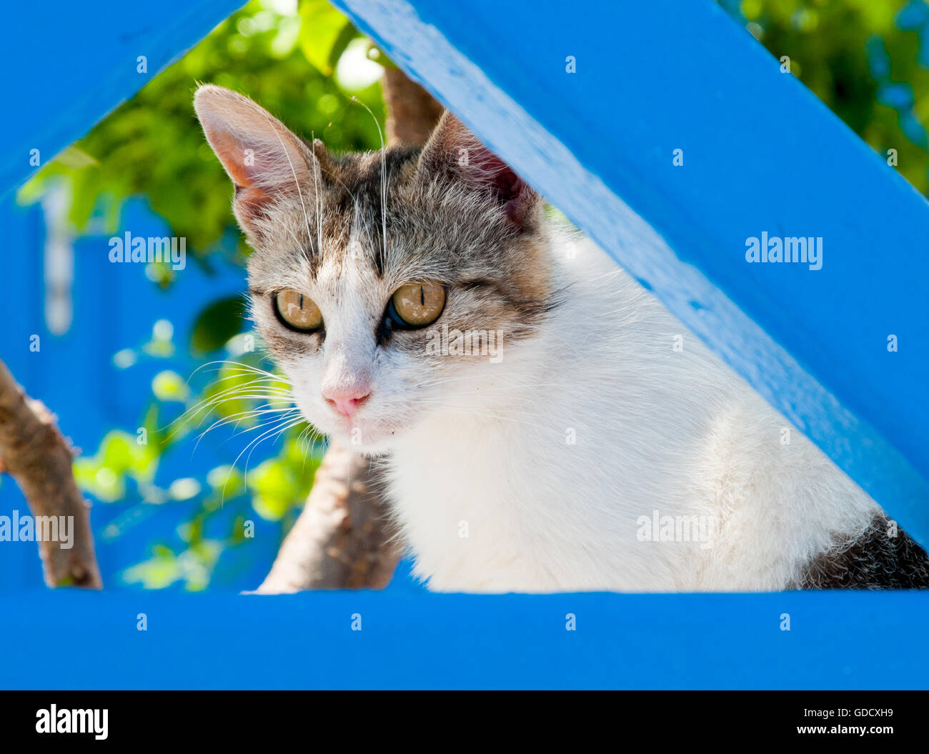 Cute streunende Katze auf der Insel Thirasia in Hilltop Hamlet von Manolas, Santorini Stockfoto
