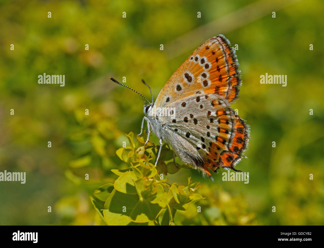 Geringerem feurige Kupfer Schmetterling auf Grünpflanze Stockfoto