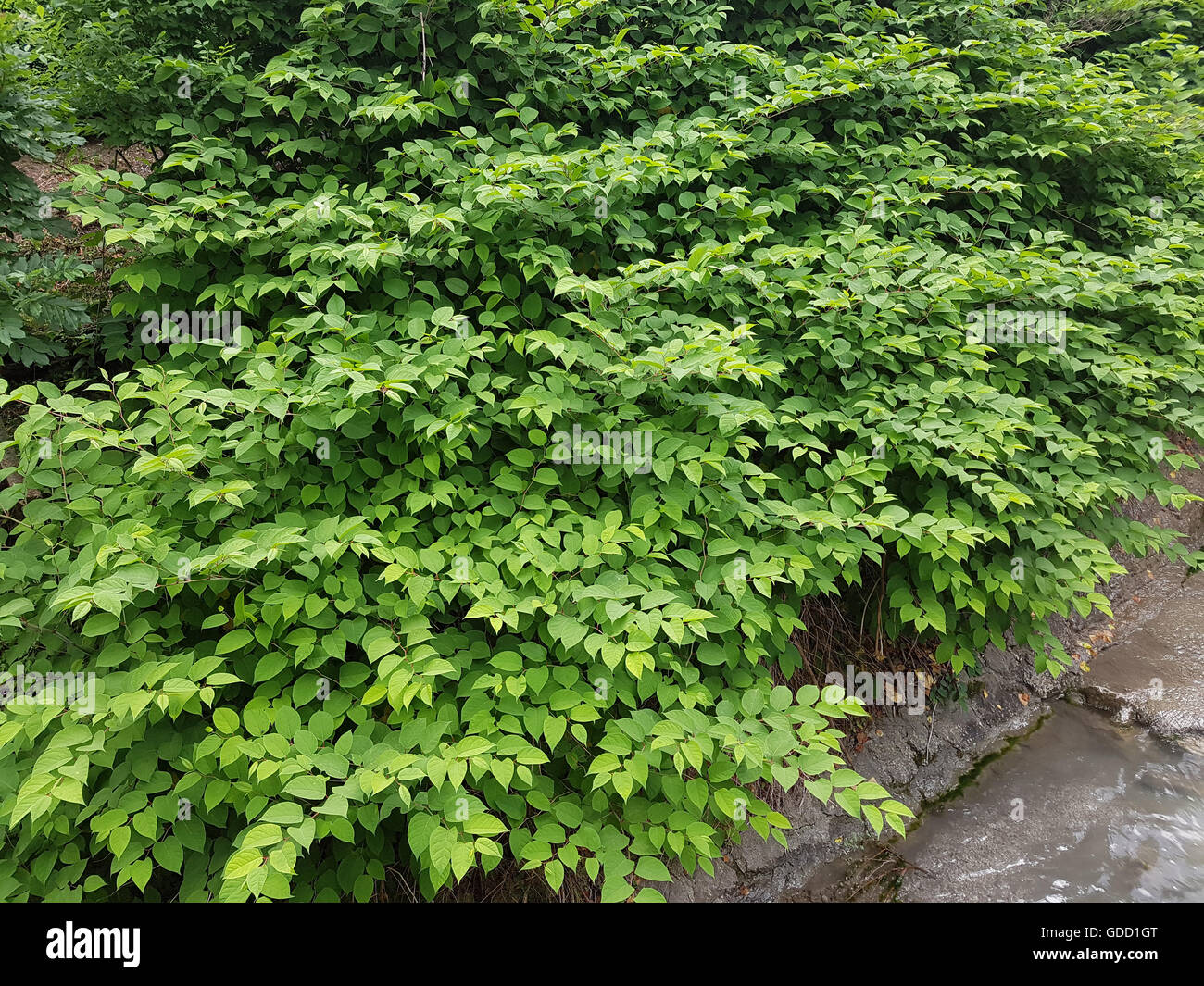 Gartenlandschaft, Knoeterich, Fallopia, japonica Stockfoto