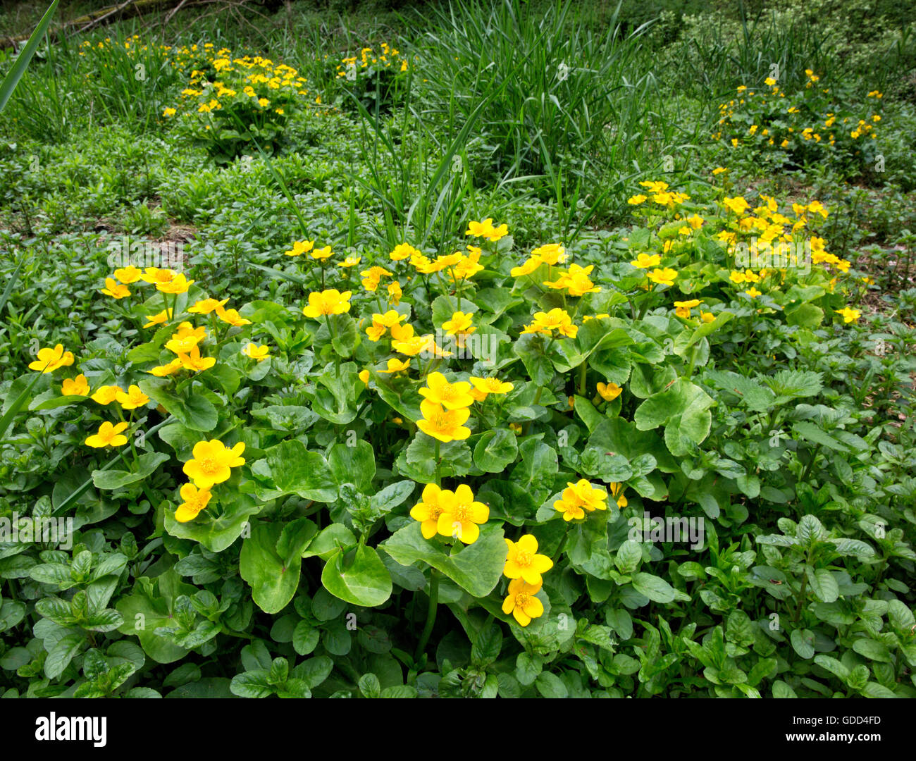 Marsh Marigold, Sumpfdotterblumen oder Molly Blobs Caltha Palustris wächst in sumpfigen Boden in einem Tal in Derbyshire Peak District Stockfoto