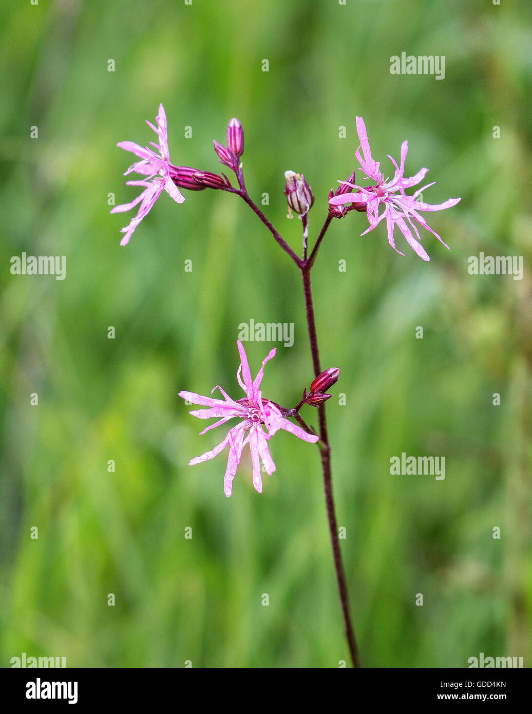 Ragged Robin Lychnis Flos-Cuculi Blumen in sumpfigen Boden bei Kenfig Borrows in South Wales UK Stockfoto